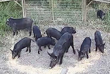 Feral hog population shows no decline
