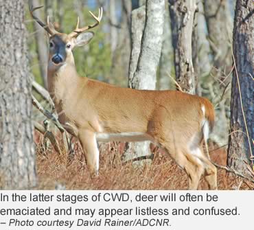 Alabama hunters urged not to overreact to CWD news