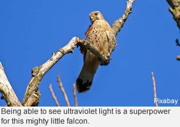 The smallest falcon has its own superpower