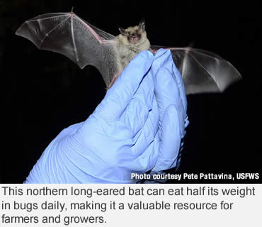 When saving bats is as simple
