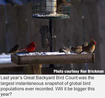 Cold weather bird watching for science and fun