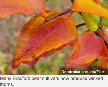 Bradford Pear Trees—The beautiful menace