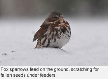 How do birds stay warm?