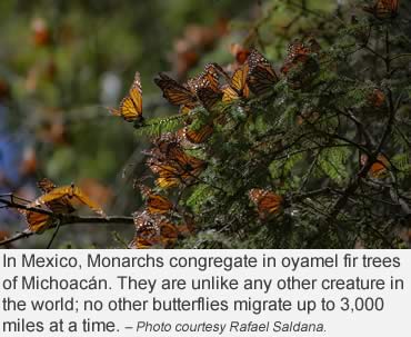 Can you imagine 300 million Monarchs?