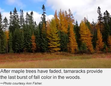 Deciduous conifers late fall beauty—tamaracks and cypress