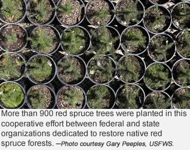 Plant a tree or three!