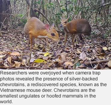 Rediscovered! The Vietnamese Mouse Deer