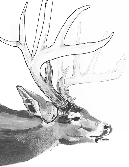 DEER-BW