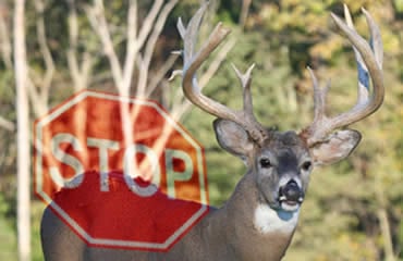 https://48498357.fs1.hubspotusercontent-na1.net/hubfs/48498357/Imported_Blog_Media/16TIP-StopDeer.jpg