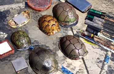 https://48498357.fs1.hubspotusercontent-na1.net/hubfs/48498357/Imported_Blog_Media/16TIP-TurtleShell.jpg