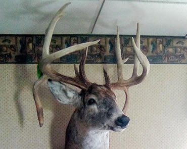 190-inch Pa. Public Land Buck