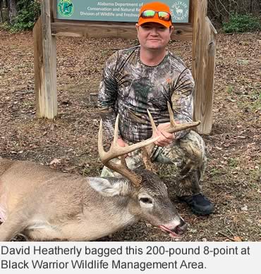 Deer activity in most of Alabama approaching peak