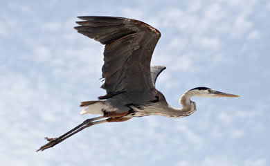 Crane or Heron?