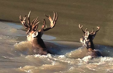 The Deer in the River