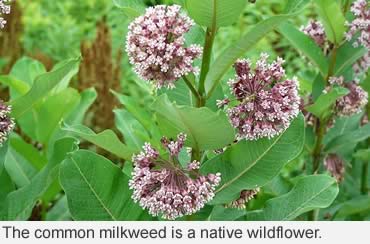 One way to protect the pollinators—plant milkweed