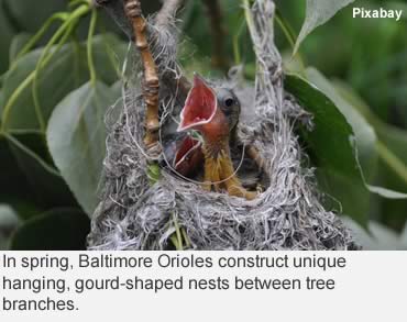 Migrating orioles love Southern hospitality