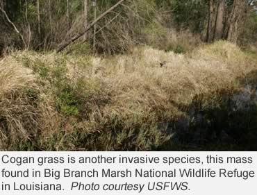Be aware—invasive species are everywhere