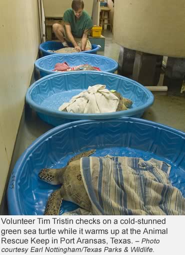 Icy temperature drop—dangerous for people and sea turtles