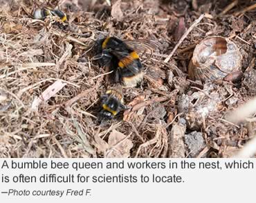 Yes, that’s right, bumble bees hibernate
