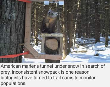 Trail cams to the rescue!
