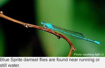The fascinating dragonfly—speed, beauty and agility