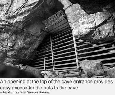 New gates protect at-risk bat habitat