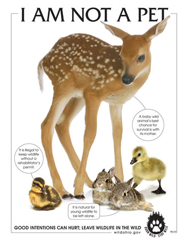 Know the facts about orphaned and injured wildlife