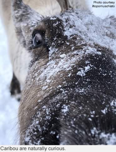 The other 364 days: Real lives of reindeer